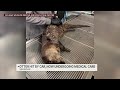 Otter hit by car in Vacaville, now undergoing medical care
