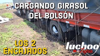 último viaje de girasol complicados los pisos