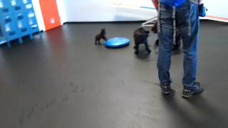 Mr. Bear the Schipperke frolics at puppy play time by mrbear 126 views 9 years ago 35 seconds