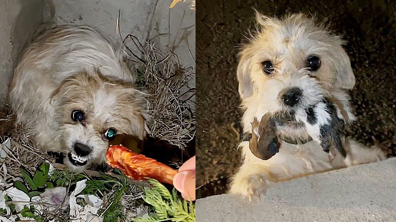 Stray dog mother carrying her dead puppy begged rescuer to save her ...