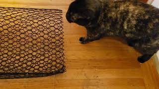 Testing Cat Tube upstairs video 1 by T Mark Hightower 41 views 3 years ago 55 seconds