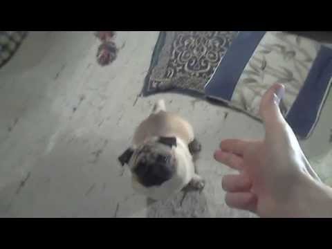 Bang Trick Dog - Šarlo the pug - play dead