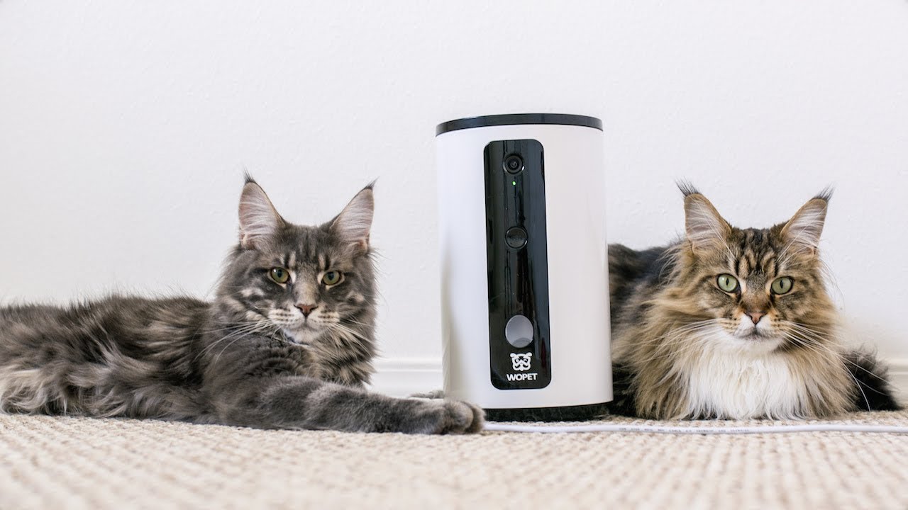 Unboxing Wopet Smart Camera with Maine Coon Cats!