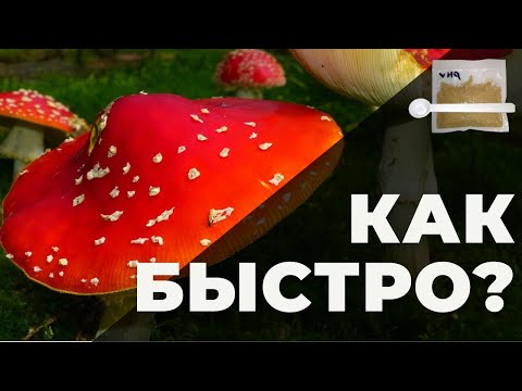 Микродозинг мухоморов через сколько начинает действовать? Часть 2: больше 1 грамма до 2х в сутки