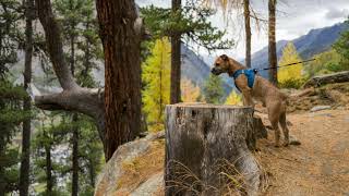 Woody's first time in Zermatt, Switzerland in photo's by Border Terrier Tube (BTT) 327 views 6 months ago 3 minutes, 13 seconds