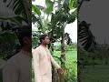 সৃষ্টির রহস্য কলা গাছের মাঝ দিয়ে কলার কাধি
