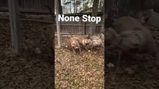 This is all day every day 😂🤣😅 #americanbullyxl #qbnkennel This is all day every day 😂🤣😅 #americanbullyxl #qbnkennel