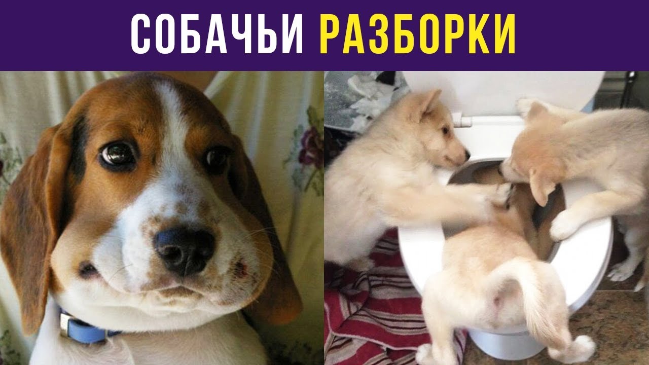 Приколы с собаками. Собачьи разборки Мемозг 10 YouTube