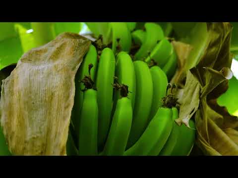 GUSII NATURE UNCENSORED