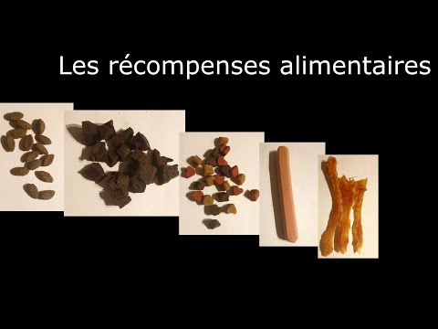 Vidéo: Nourriture Sèche Pour Chiens: Mal Ou Avantage