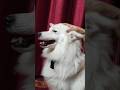 Ye kB Hua koi btayega 😱😱😱😱😱 #pets #dog #funny #like #shorts #fun