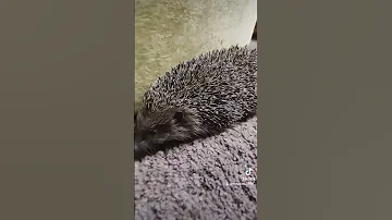Їжачок 
