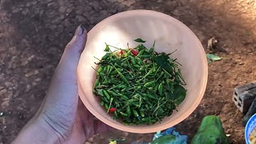 Đu đủ giả kiến vàng đặc sản êđê l Một ngày làm việc mệt mỏi /Zacony