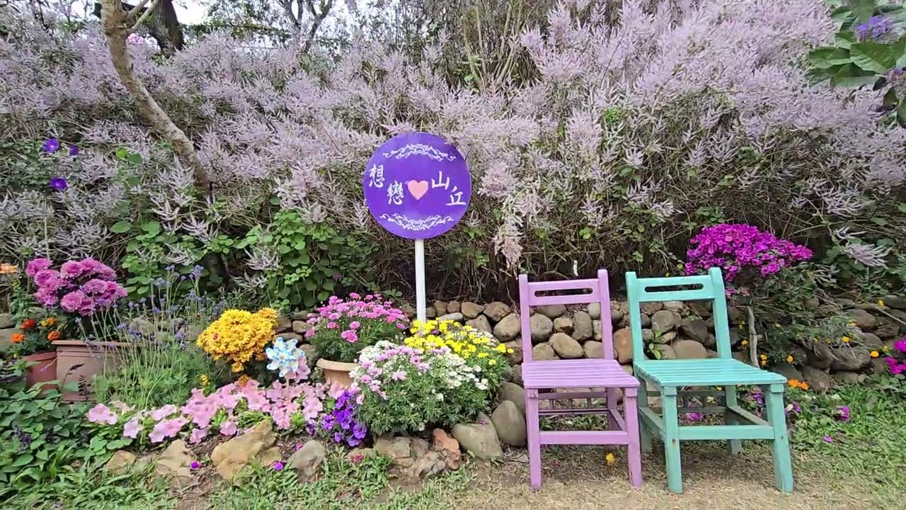 南投縣中寮鄉 粉紅山丘麝香木秘境 2