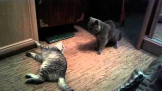 Коты дерутся. Шотландец и британец. Ржака. Смешные животные Коты дерутся. Шотландец и британец. Ржака. Смешные животные
