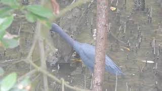 Garça-azul (egretta caerulea).