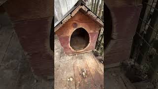 Dieses Leben ist für immer vorbei🫡 Liebe Community bitte unterstüzt uns🥺🙏🏻 #savethedogsbih