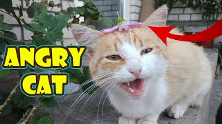 Flower on the Head of a Cat. Funny, Cute, or Angry reaction?