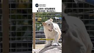 순둥이 사자남매에게 물조리개로 장난쳤더니....