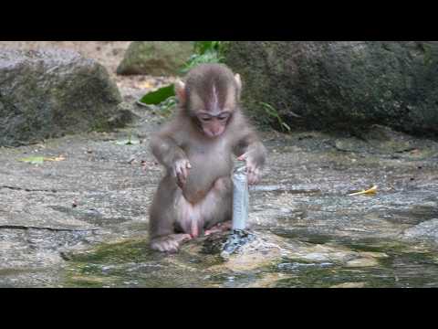 Irresistible Squeals: The Baby Monkey's Heart-Melting Sounds and
