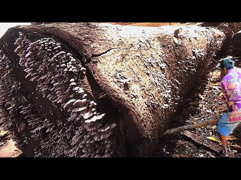 SON DAKİKA ‼️ Sonokeling Ağacı 2 Milyar Paraya Daha Satıldı