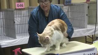 CFA Cat Fanciers' Association Malibu Cat Club Show 2024 by IdeateTV 2,816 views 1 month ago 5 minutes