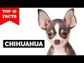 Chihuahua - Top 10 Facts