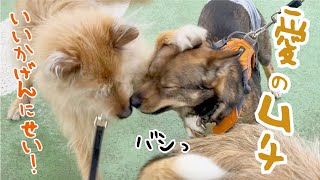 パニック状態になってしまったチャーリーに姉犬がバシっと活を入れました