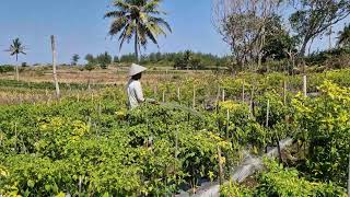THE MOST REVEALED PREPARATION PROCESS BEFORE STARTING CHILI FIELD IRRIGATION - Agriculture farming