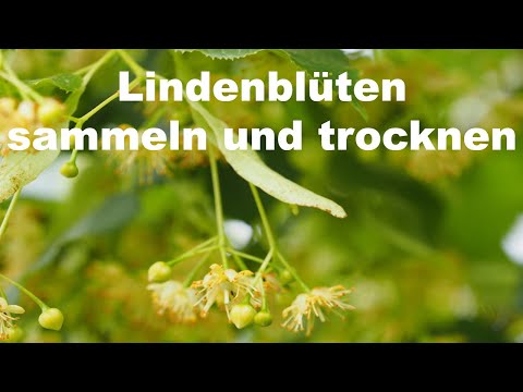 Video: Wie man Lindenblüten und Fruchttropfen repariert