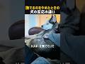 撫でるのをやめたときの犬の反応の違い