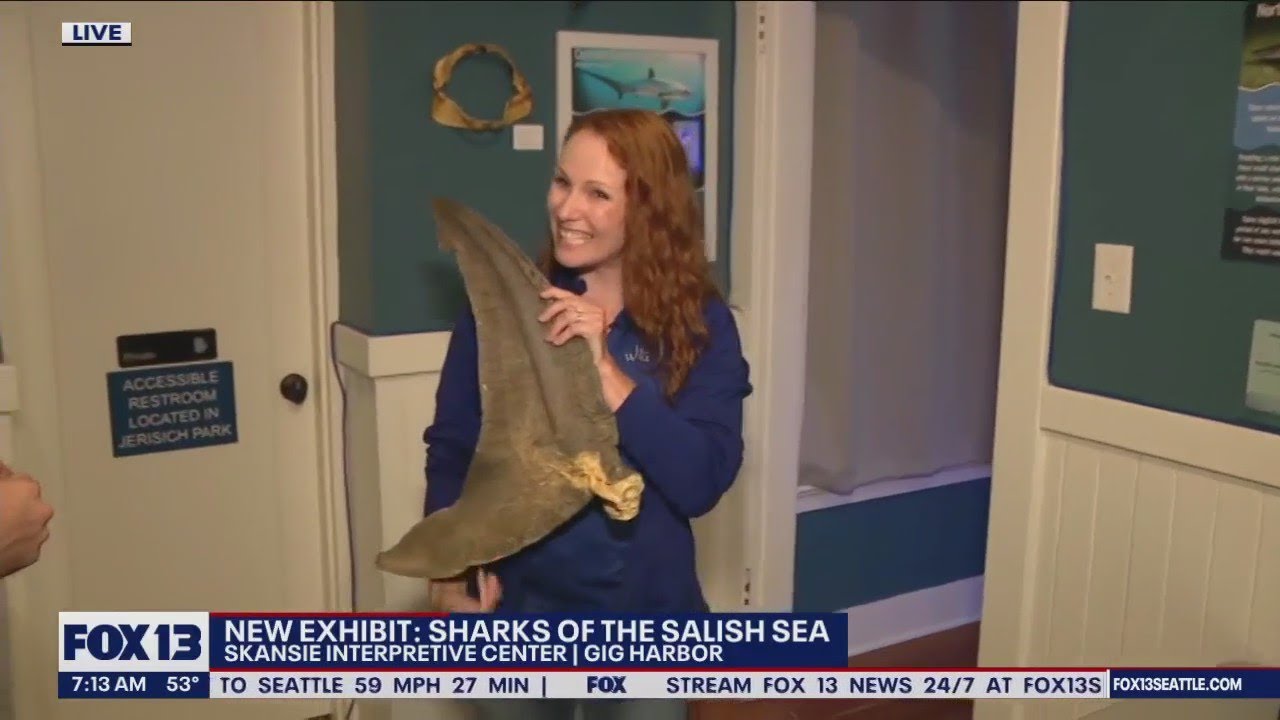 Gig Harbor Sharks of the Salish Sea YouTube