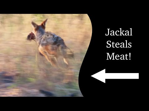 Jackal Stealing Food