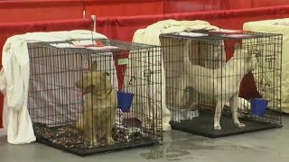 Mega-adoption event underway on Strawberry Fest grounds