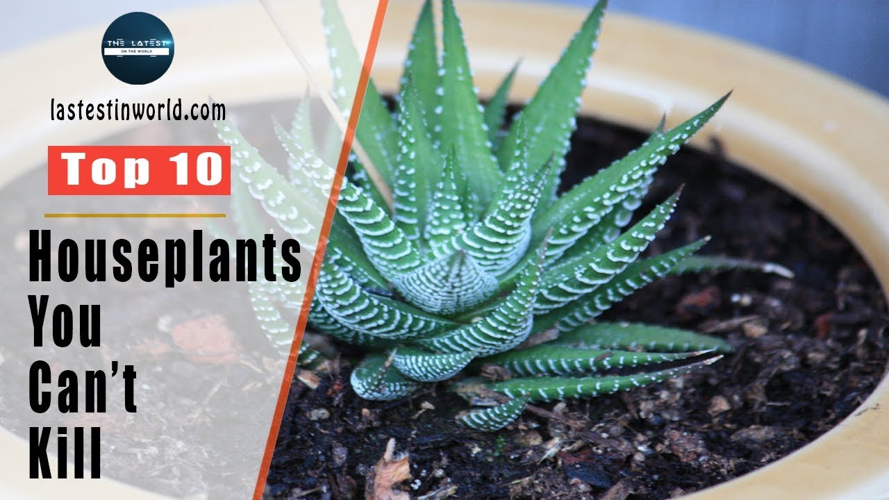 Top 10 Houseplants You Can't Kill YouTube