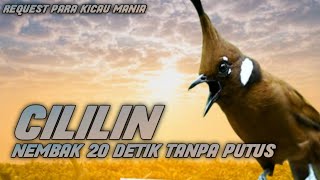 SPESIAL JERITAN SULTAN!! CILILIN JERNIH NEMBAK PANJANG TANPA PUTUS || MASTERAN MURAI KACER CUCAK IJO