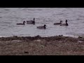 Patos que no han emigrado. Canards qui n&#39; ont pas migré. Quebec Canada