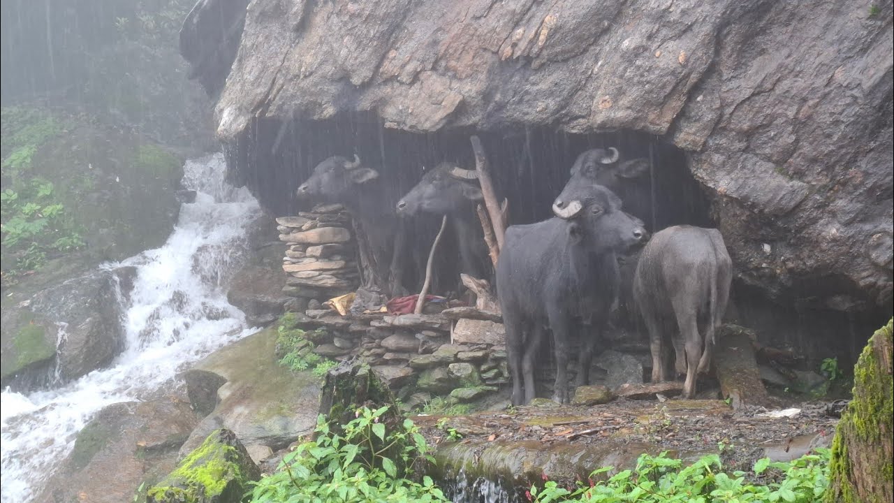 Naturally Beautiful Rural Life During The Rain || Most Peaceful And Relaxation Mountain Village ||