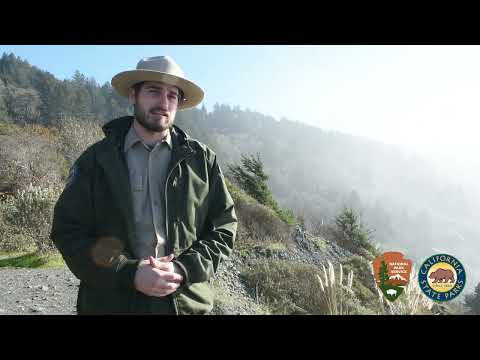 Video: Prairie Creek Redwoods State Park: Толук жол