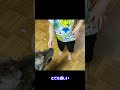 サメの様にステーキに食いつく元猟犬　子供（1歳10ヶ月）には異様に優しい　#shorts