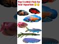Top 5 LARGE Fish For Your Aquarium l Bhool Bhulaiyaa3(Teaser):Kartik Aaryan,VidyaBalan#shorts#short