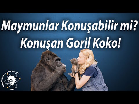 Maymunlar Konuşabilir mi? Konuşan Goril Koko!