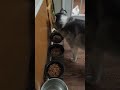 The Life of the Siberian Huskies - Lex gets fed ~ Snow the thieving angel.