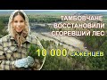 ПОСАДИ ЛЕС - Тамбовчане высадили 10 тысяч саженцев сосны