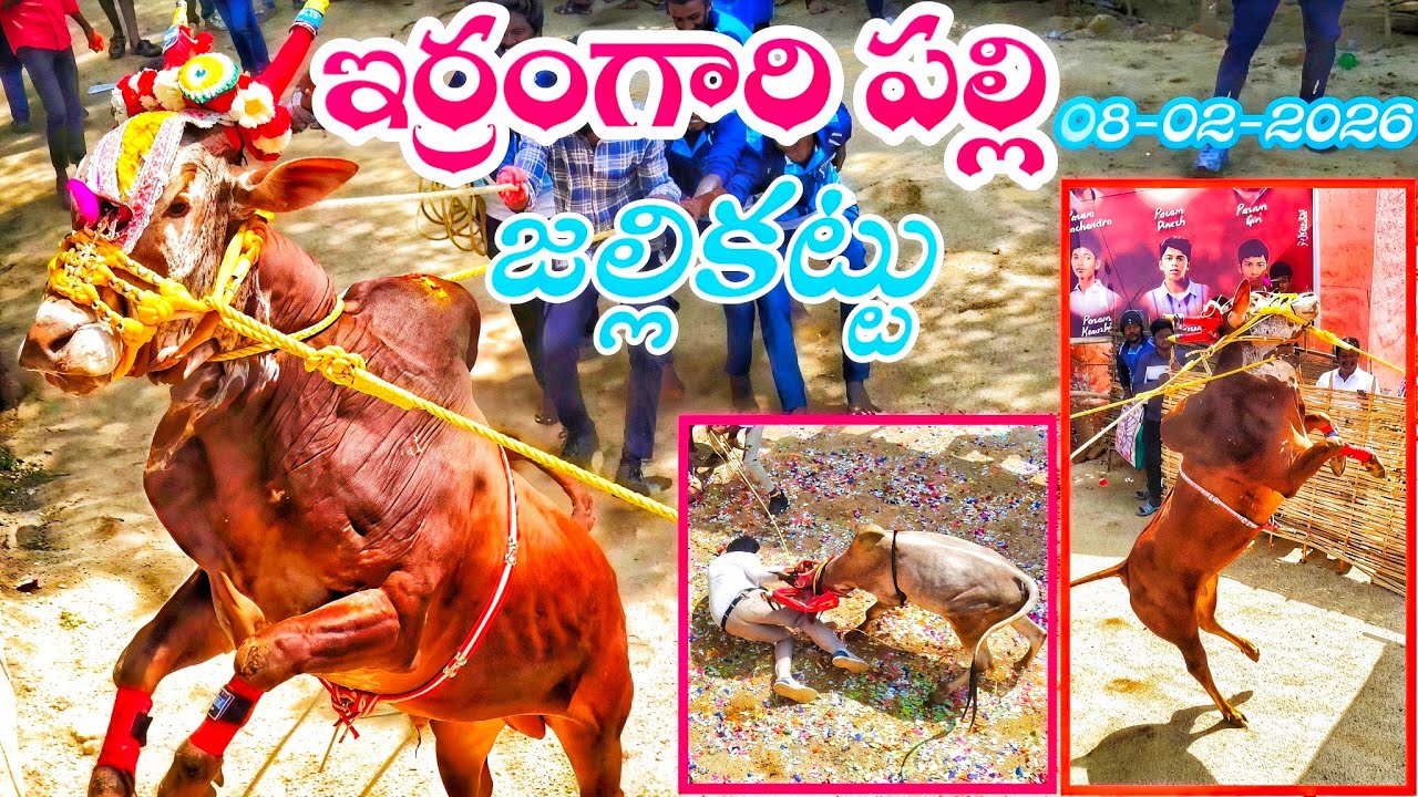 ఇర్రంగారి పల్లి పశువుల పండుగ 🔥 {08-02-2026} Irramgaari Palli Jallikattu#telugujallikattu2026