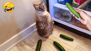 Funny Dogs And Cats Videos 2023 😅 - Best Funniest Animal Videos Of The Month  #21 by AAAF Pets 1,353 views 5 months ago 10 minutes, 41 seconds