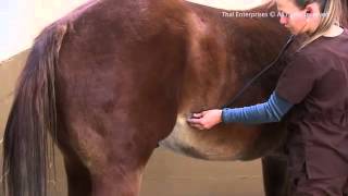 How to Assess A Horse's Gut or Intestinal Sounds screenshot 5