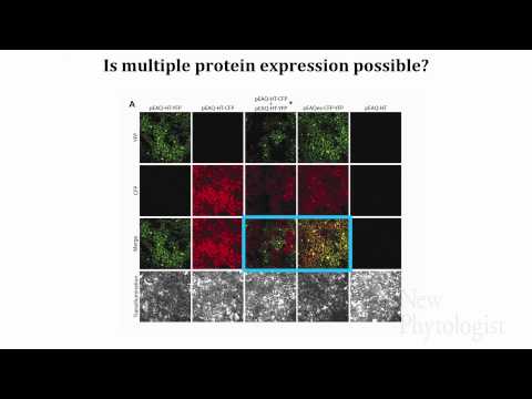 Video: Behandeling van suidelike ertjies met mosaïekvirus – hoe om mosaïekvirus in suidelike ertjies te herken