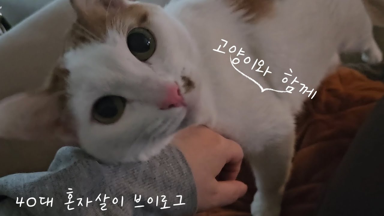 고양이와 사는 1인가구 브이로그,1월 마지막 주