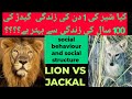 FACTS ABOUT LION AND JACKALS LIFE | social behaviour and social structure LION VS JACKAL